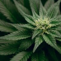CBD Flower